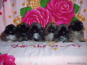 Щенки пекинеса,  2 месяца #439960
