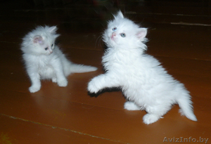 !!!!СИБИРСКИЕ КОТЯТА!!! #434852