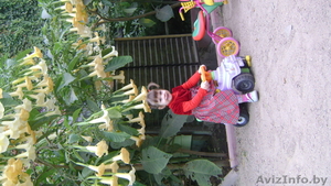 избыток растений #444155