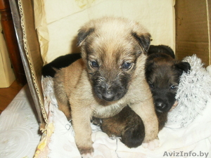 отдам в хорошие руки щенков #437704