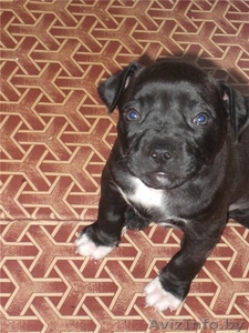 Щенок стаффордширского терьера. #428556