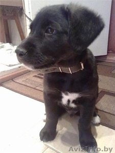 Двухмесячный щенок в дар! #447550