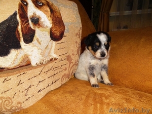 Ищет дом маленькая девочка-щеночек! #451614