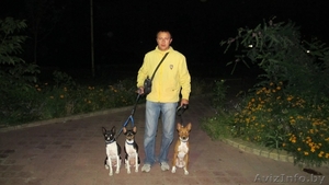 Ожидаются щенки басенджи #427760