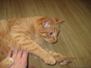 Котенок в дар!!! #454746