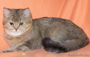 Британские и Шотландские вислоухие котята Серебристая и Золотая Шиншил #430739