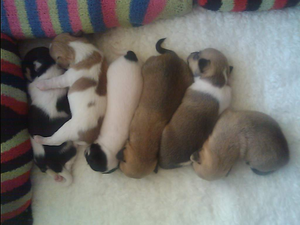 Чихуахуа щенки 1 месяц #427942