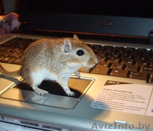 Тушка́нчики - похожи на белочек,  очень социальные,  почти без запаха. #462264