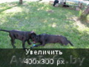 Щенки кане корсо от  импортированных родителей! #478230