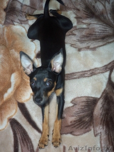 Той-терьер.Девочка #478877