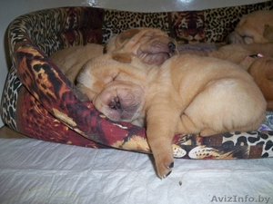 шар-пея щенки С РОДОСЛОВНОЙ #478351