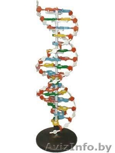 Репетитор по БИОЛОГИИ.  #457924
