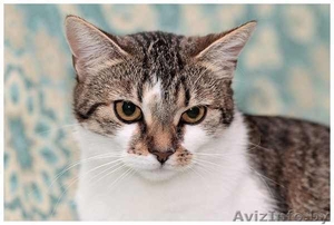 Шмель,  Ника и Нюша - тигровые красотуны  #457186