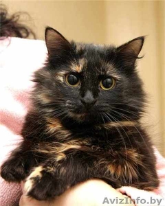 Пушистая кошечка Маркиза в дар! #460982