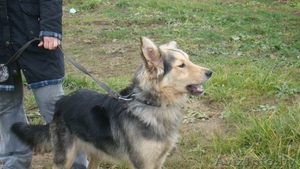 Верный друг даром    #469486