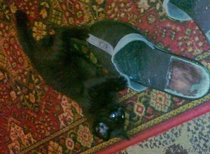 Отдам черного котенка в добрые руки #482992