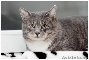 Серебристый 3х-летний котик в дар. #457188