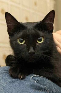 ПУНШИТА - чёрная малышка в шёлковой шубке. #460984