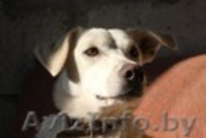 Собачка ищет хозяина #471906