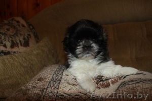 Щенок ши-тцу - лучший подарок на Новый год! #472858