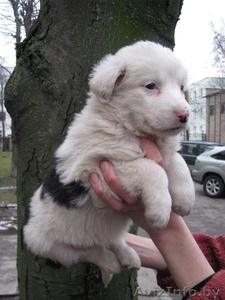 Четыри красавицы в дар #472116