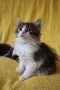 Чудесные котята в дар! #482411