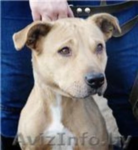 Ириска - отличная собака средних размеров отдается в дар #479161