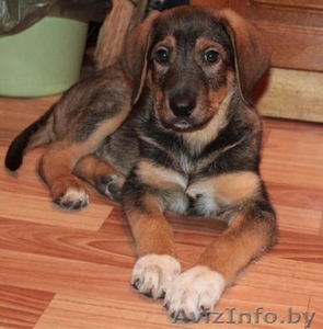 Ириска в хорошие руки! #464611