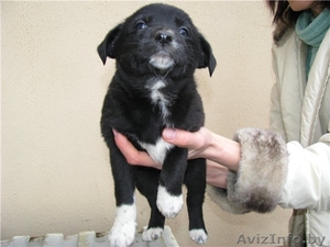 Щенки ищут хозяев #466180