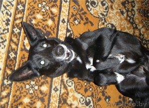 Замечательный звереныш #467433