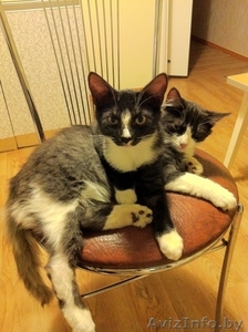 Милые котята в дар #477131