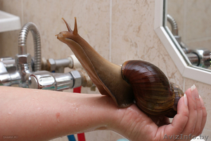 ахатина улитка домашняя #466205