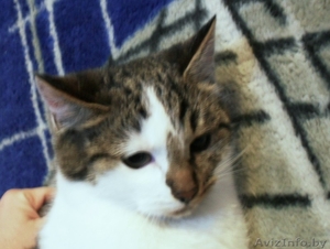 Котята,  6 месяцев,  в дар #466222