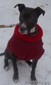 в дар питбуль. сука. 3 года #481673