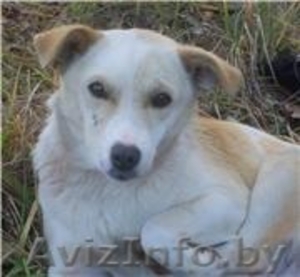  Белочка в надежные руки! #466620