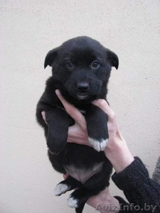 Две красавицы в дар #478414