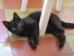 Чёрненький котёнок  ищет доброго хозяина #470983