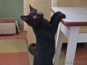 Чёрненький котёнок ищет теплый домик #468646