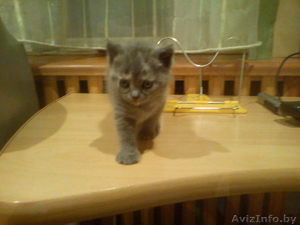 британская прелесть #458528