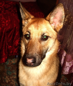 Молодая собака в дар #481898