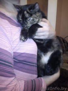 Кошечка Марта в дар #471779