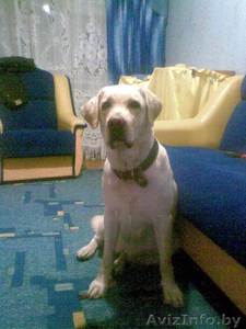 ДЕВОЧКА ЛАБРАДОРА ИЩЕТ ДРУГА #466880