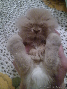 продам кролика+клетка #469341