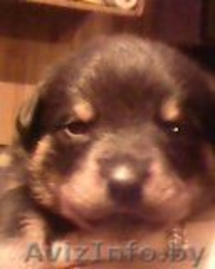 Продам щенков! ротвейлера! #473085
