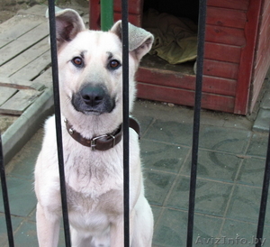 НАШЛАСЬ МОЛОДАЯ СОБАКА БЕЛОГО ОКРАСА(фото) #481022