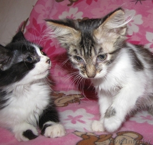 Дзве пухнатыя коткі-сястрычкі шукаюць новы дом #465198
