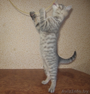 кошечки от  мраморного бенгала #461265