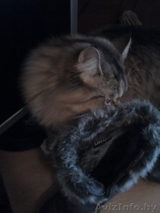 Женские сапожки 36 размер #471082