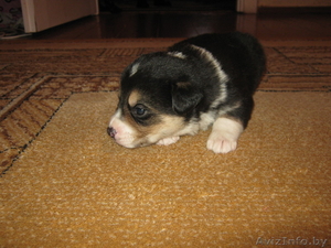 Отдам щенков в добрые руки #479108