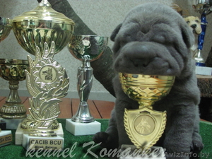 шарпей высокопородные щенки #483239